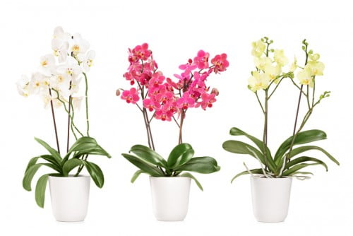 7 نکته برای پرورش گل ارکیده در خانه