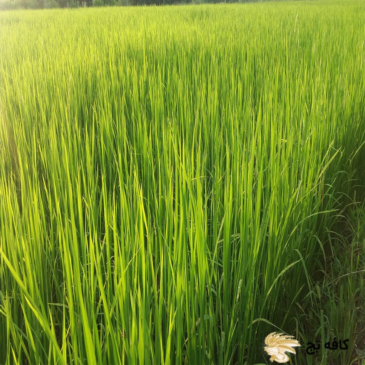 راه های پیشگیری از کرم زدن برنج