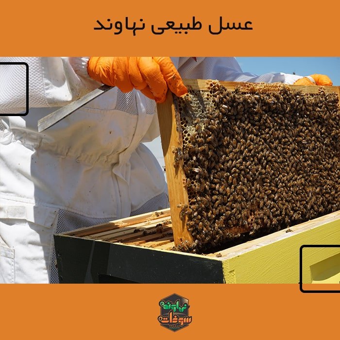 بهترین روش های خانگی تشخیص عسل طبیعی و خرید آن