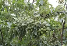 انواع روش های کاشت نهال گردو