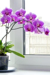7 نکته برای پرورش گل ارکیده در خانه