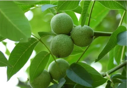 روش کندن پوست سبز گردوی تازه