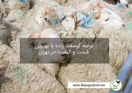 پیش بینی قیمت دام زنده