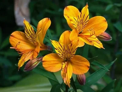 گل آلسترومریا نماد چیست گل آلسترومریا نماد چیست