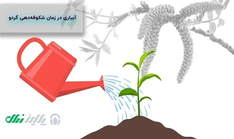 آبیاری درخت گردو در زمان گلدهی آبیاری درخت گردو در زمان گلدهی