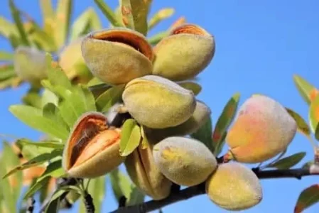 بهترین کود برای درخت بادام بهترین کود برای درخت بادام
