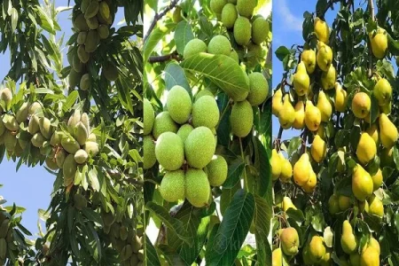 بهترین نهال میوه مناطق سردسیر