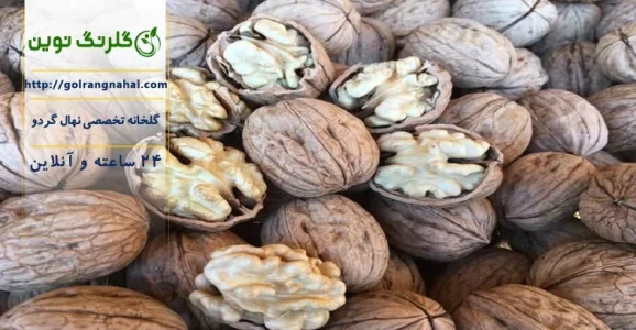 آبیاری درخت گردو در پاییز
