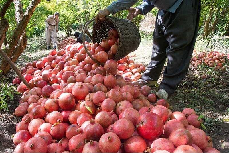 برپایی ۶۰ غرفه عرضه انار و صنایع دستی در پاوه - خبرگزاری آنلاین | اخبار ایران و جهان