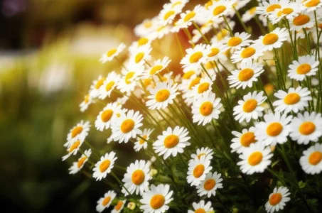 خلاصه کتاب دیزی، بوته گل مینا ( نویسنده مرین برکس )
