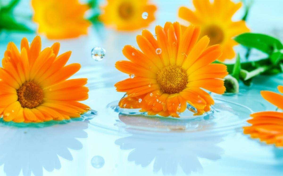 نقد و بررسی کامل شامپو بدن آدرا کودک (کالاندولا)