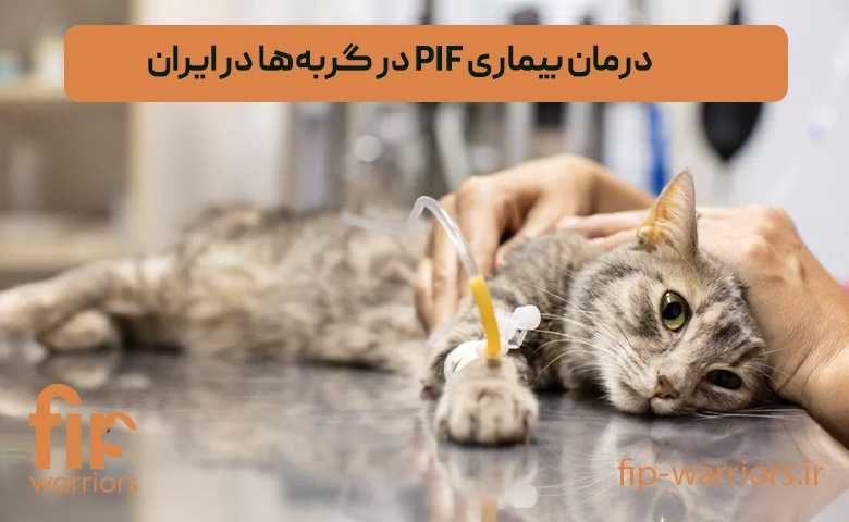 پروتکل های درمانی FIP در ایران: راهنمای جامع برای صاحبان گربه