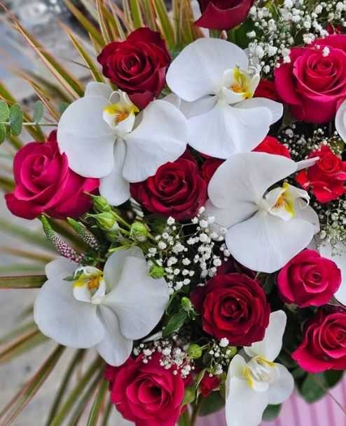 تازگی باکس گل