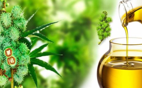 ویژگی های روغن کرچک دینه | راهنمای جامع خواص و کاربردها