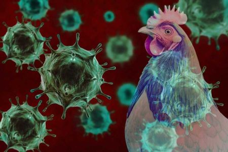 تهدید جدی ویروس‌ های آنفلوانزای پرندگان برای سلامت جهانی