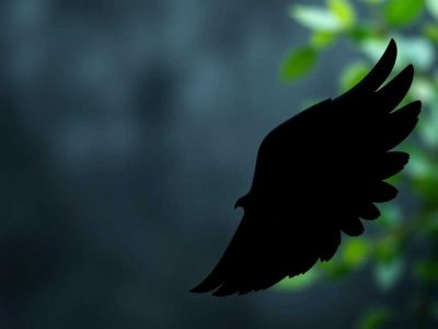 نظرات در مورد قرص لاغری بلک آنجل